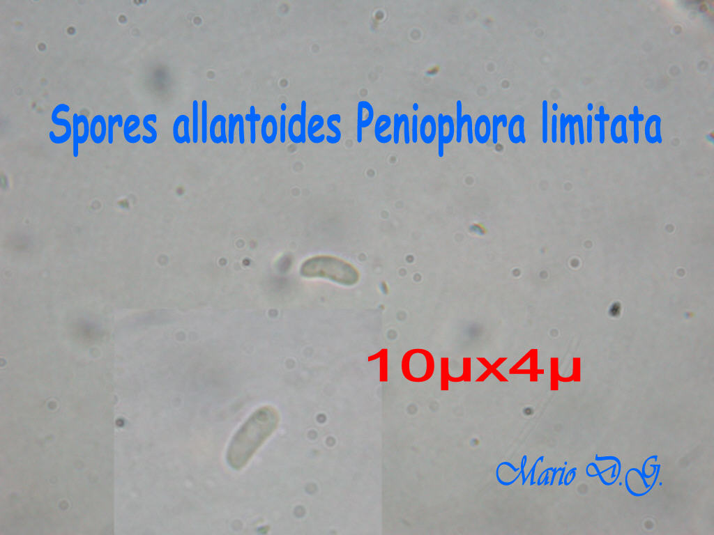 Da determinare (Peniophora limitata)